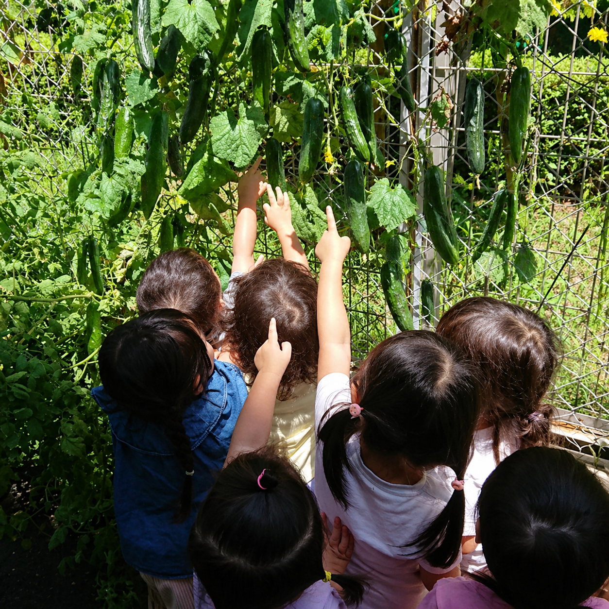 みんなで育てた夏野菜
ピザ作り食育を楽しむ